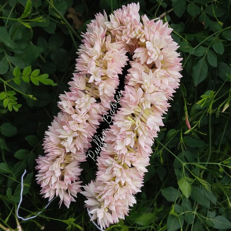 Flower-Jaathi