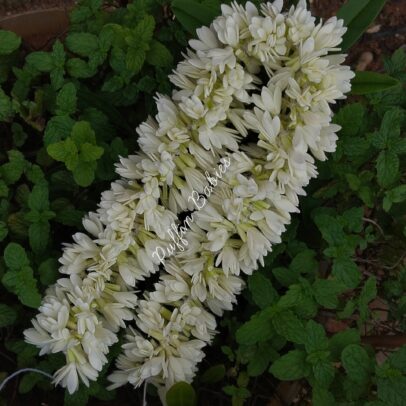 Flower-Mullai